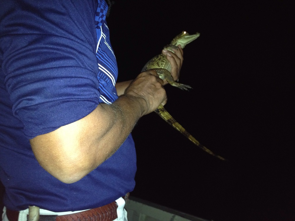 Night boat trip to find a Cayman - this one is 2 yrs old