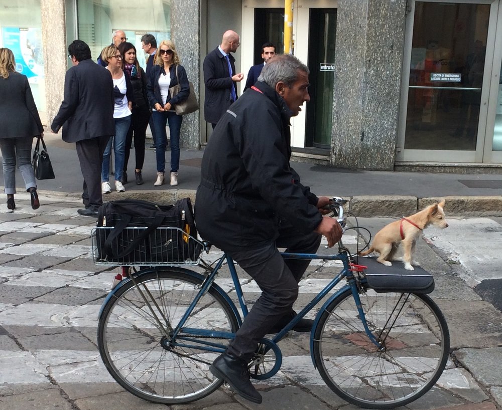 Even the dogs have style in Milano