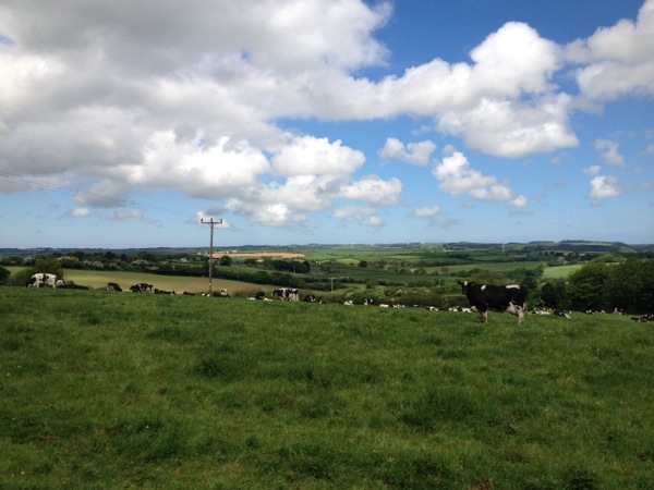 Cornwall country side - my first photo of green pastures. The locals told me that this corner of the UK was the sunniest and warmest spot in the country on this day.