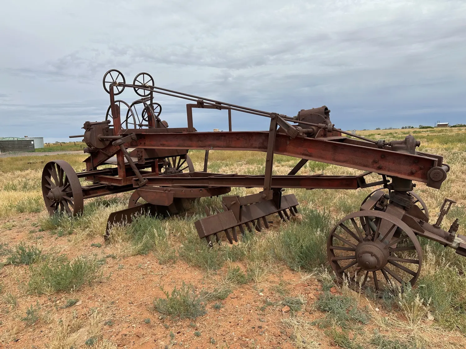 Witchelina, SthAust