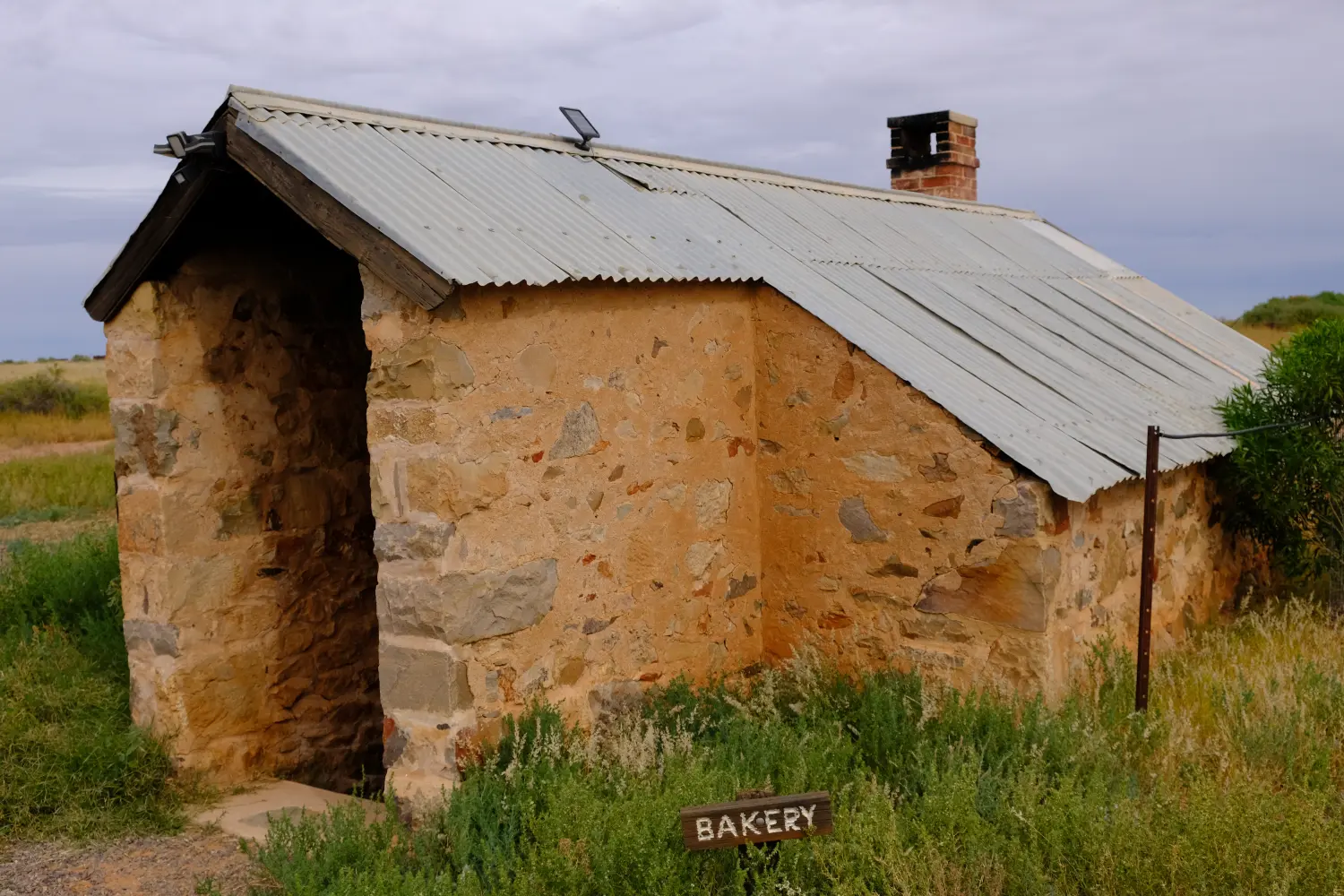 Witchelina, SthAust