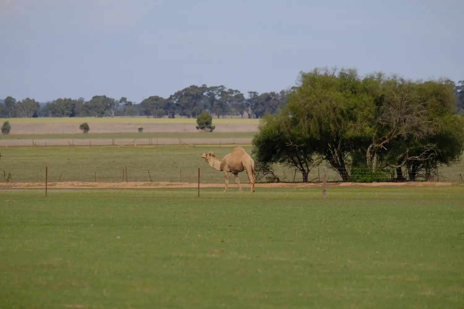 Marrabel, SthAust