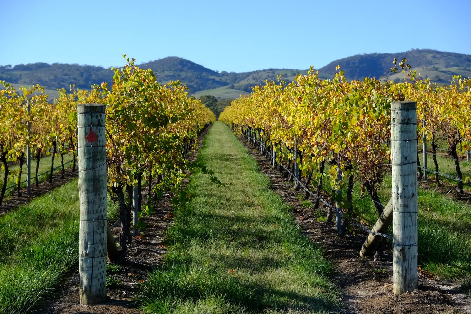 Tanunda, SthAust